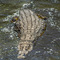 Grumeti River, Western Corridor, Serengeti NP